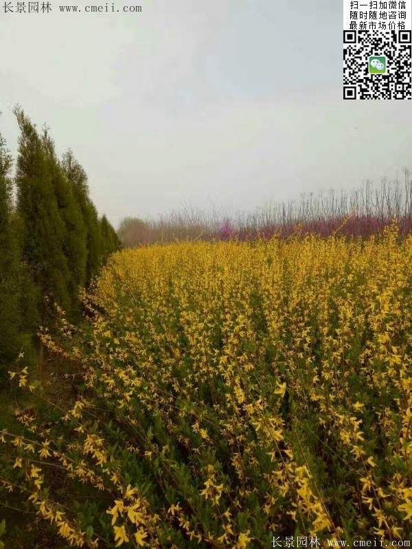 連翹--長景園林 連翹--長景園林