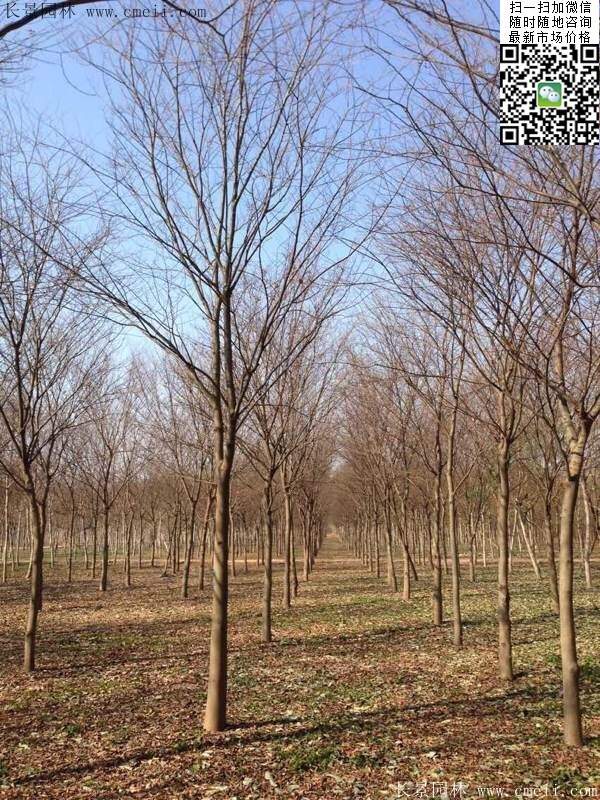 冬季的櫸樹 冬季的櫸樹