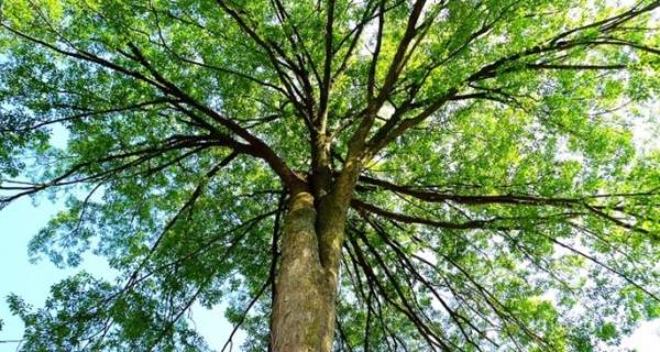 大規(guī)格櫸樹 大規(guī)格櫸樹