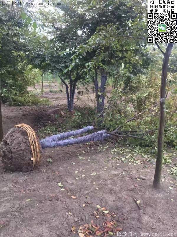 大規(guī)格櫸樹 大規(guī)格櫸樹