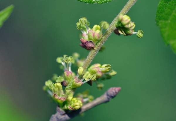 沭陽大櫸樹 沭陽大櫸樹