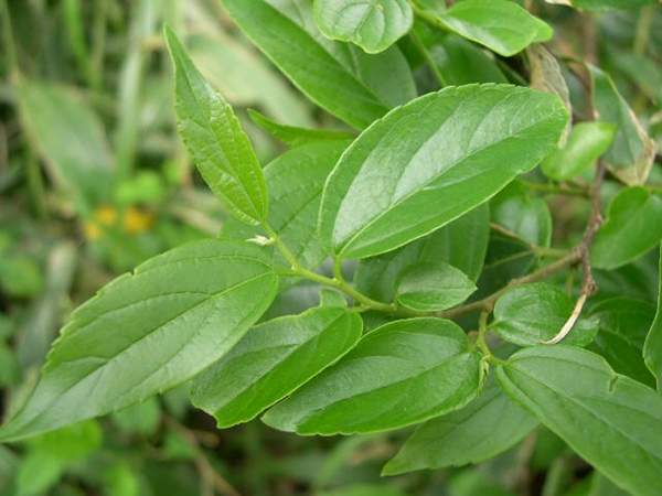 樸樹葉子 樸樹葉子