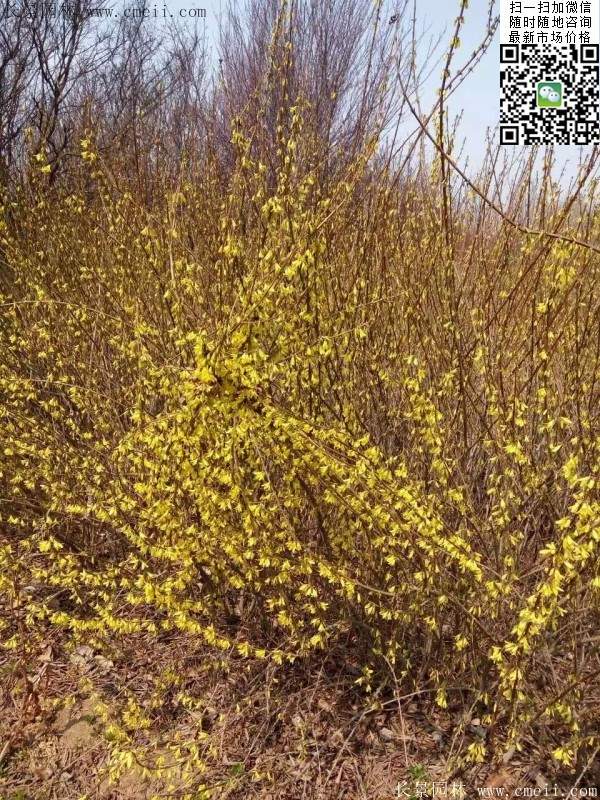 連翹--長景園林 連翹--長景園林