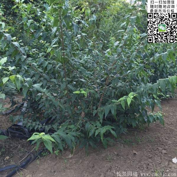 沭陽臘梅樹 沭陽臘梅樹