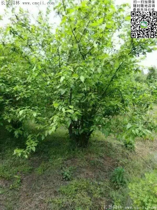 沭陽臘梅樹 沭陽臘梅樹