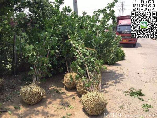 沭陽臘梅花 沭陽臘梅花