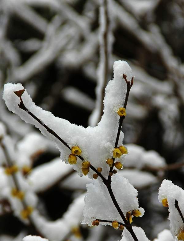 沭陽臘梅花 沭陽臘梅花