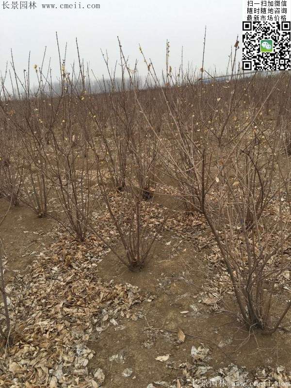 沭陽的臘梅樹 沭陽的臘梅樹