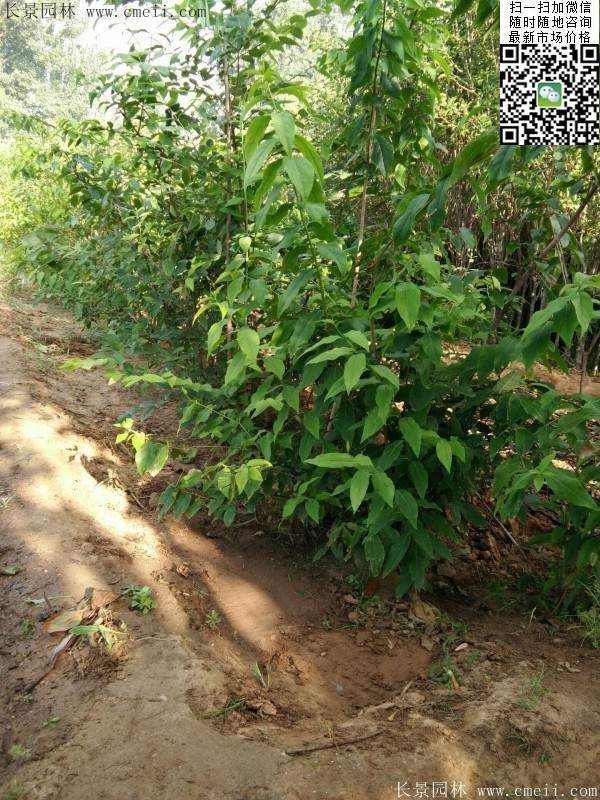 華東臘梅樹批發