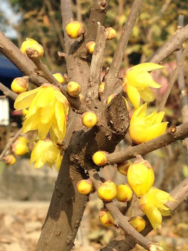 臘梅樹市場 臘梅樹市場