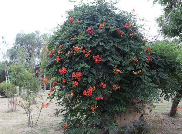 美國凌霄花 美國凌霄花