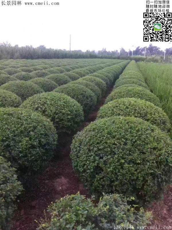 小葉女貞球--長景園林 小葉女貞球--長景園林