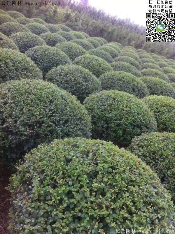 小葉女貞球--長景園林 小葉女貞球--長景園林