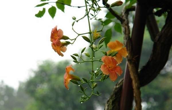 凌霄花行情 凌霄花行情