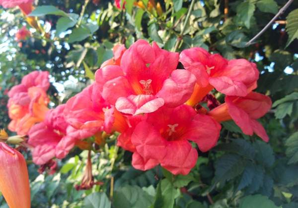 沭陽的凌霄花 沭陽的凌霄花