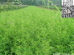2016下半年最新桃樹(shù)多少錢(qián)一棵？