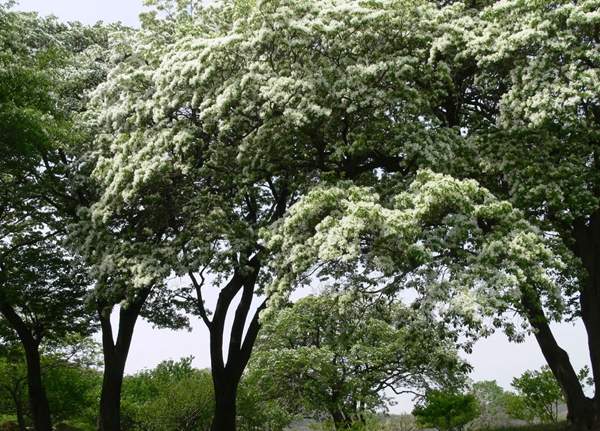 沭陽流蘇樹 沭陽流蘇樹