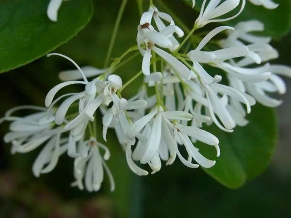 流蘇樹大樹 流蘇樹大樹