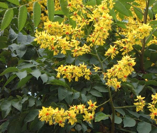 欒樹基地 欒樹基地