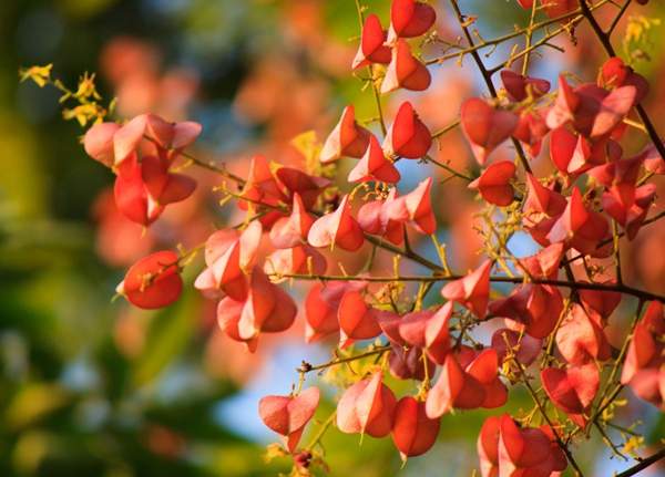 欒樹(shù) 欒樹(shù)