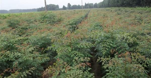 沭陽欒樹基地 沭陽欒樹基地