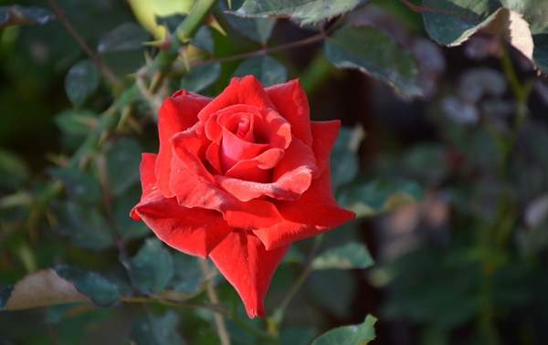 沭陽玫瑰基地 沭陽玫瑰基地