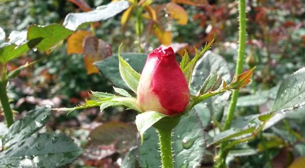 沭陽玫瑰基地 沭陽玫瑰基地