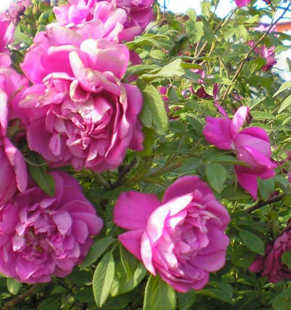 食用玫瑰 食用玫瑰