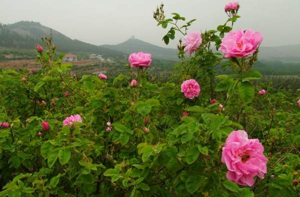 沭陽玫瑰