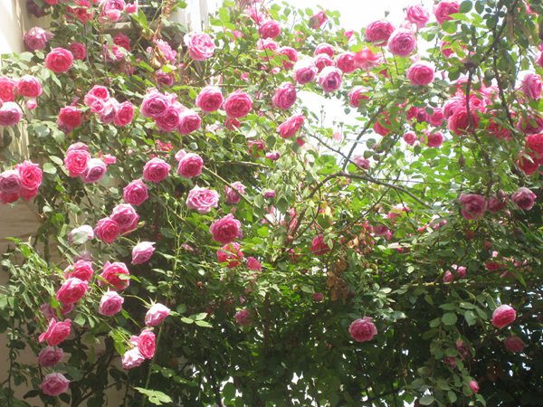 藤本月季花語是什么？