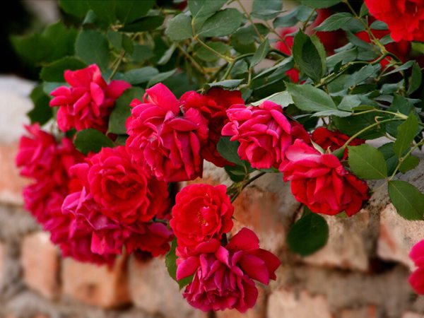 藤本月季花語是什么？