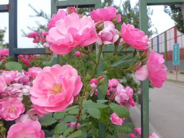 藤本月季花語是什么？