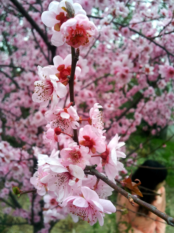 美人梅綠化 美人梅綠化