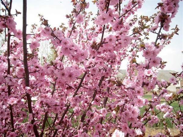 美人梅綠化 美人梅綠化