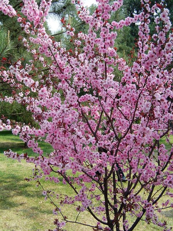 美人梅綠化 美人梅綠化