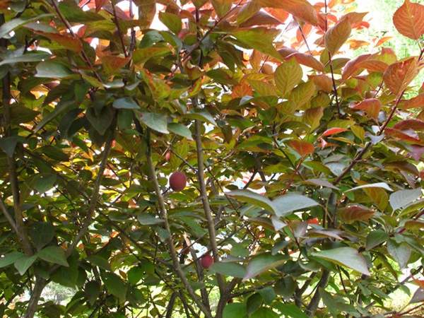 美人梅價值 美人梅價值