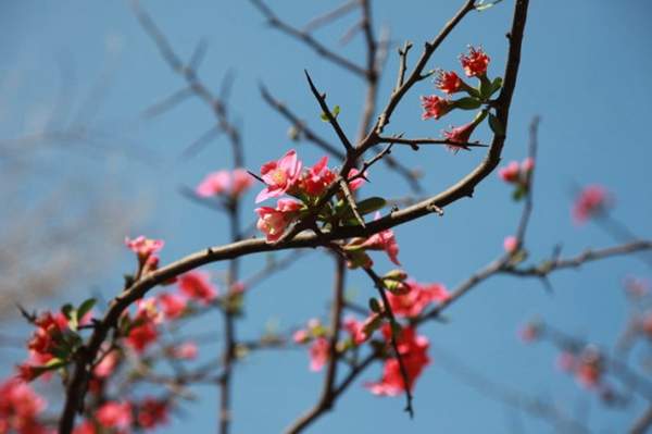 木瓜樹綠化、經(jīng)濟(jì)價(jià)值