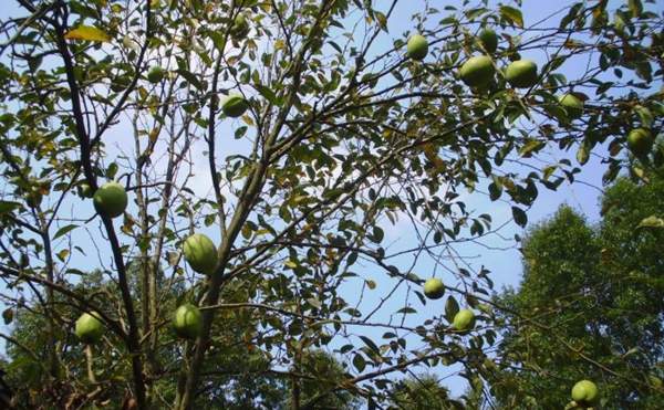 木瓜樹綠化、經(jīng)濟(jì)價(jià)值