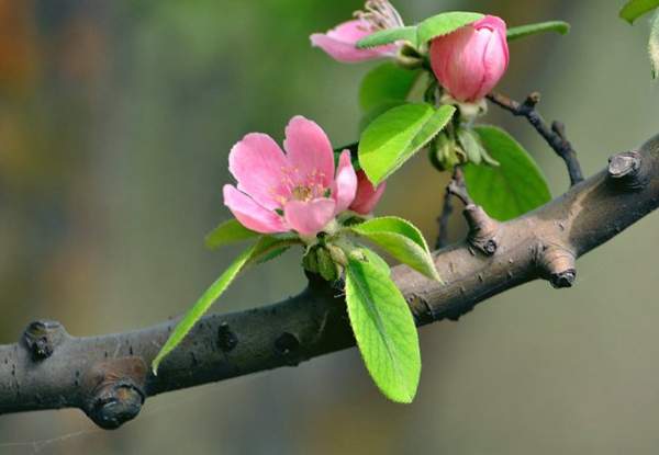 沭陽(yáng)木瓜樹(shù)