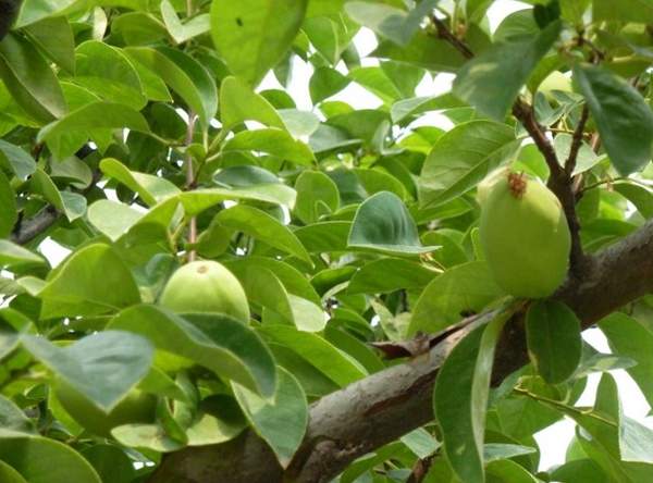 木瓜樹 木瓜樹