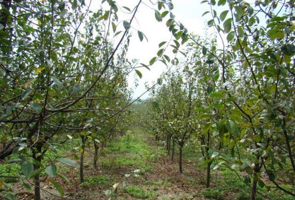 木瓜基地 木瓜基地