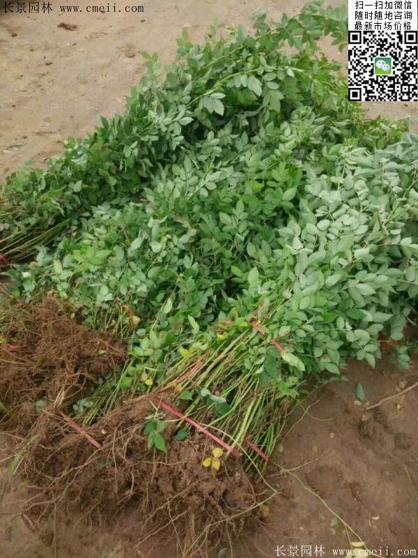 薔薇商家 薔薇商家