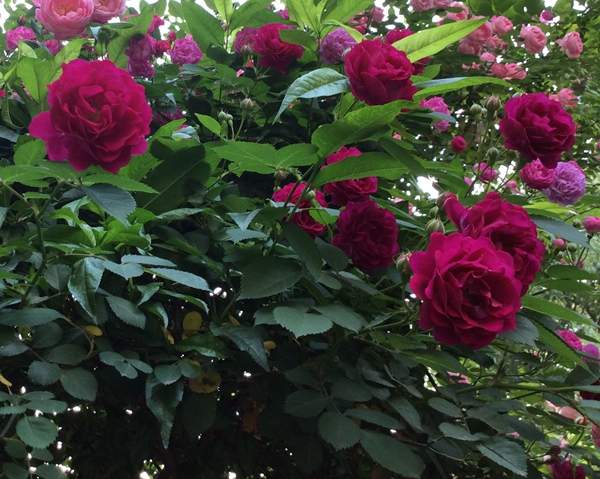 薔薇基地 薔薇基地