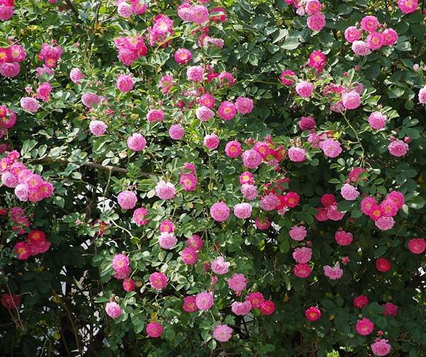 沭陽薔薇花 沭陽薔薇花