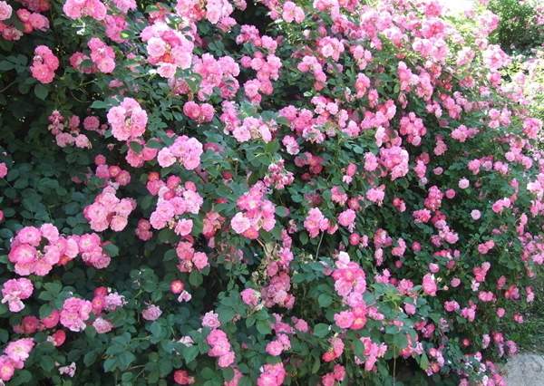 沭陽薔薇花 沭陽薔薇花