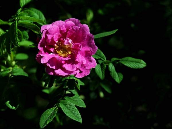 沭陽薔薇花 沭陽薔薇花