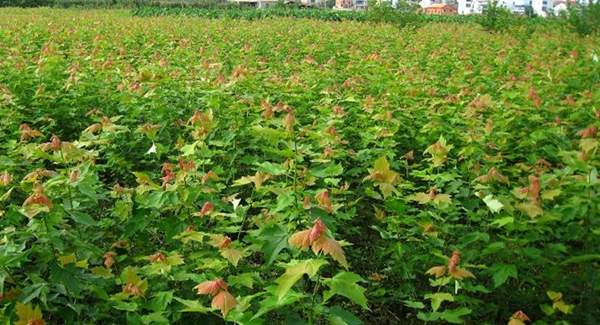 青楓樹修剪技術 青楓樹修剪技術