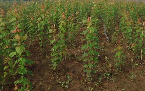 青楓樹修剪技術 青楓樹修剪技術