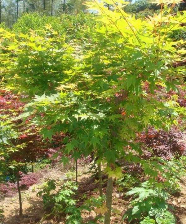 青楓樹(shù) 青楓樹(shù)