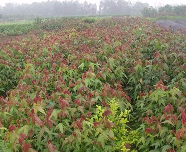 青楓樹(shù) 青楓樹(shù)